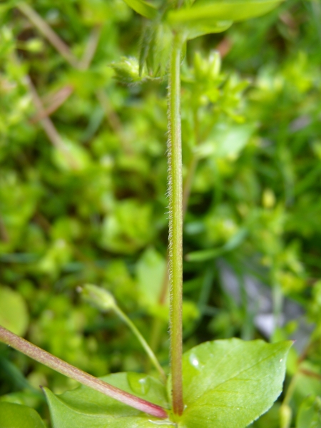 Pflanzenbild gross Gewöhnliche Vogelmiere - Stellaria media