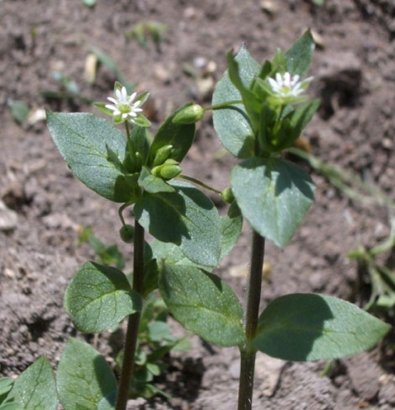 Pflanzenbild gross Gewöhnliche Vogelmiere - Stellaria media