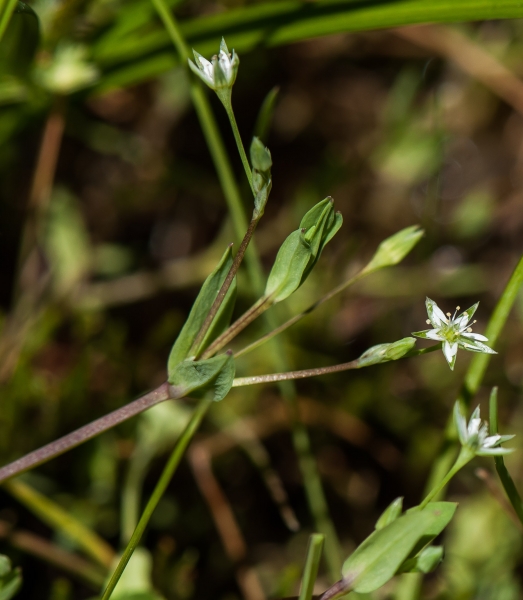 Pflanzenbild gross Moor-Sternmiere - Stellaria alsine
