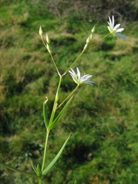 Pflanzenbild gross Gras-Sternmiere - Stellaria graminea