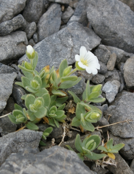 Pflanzenbild gross Breitblättriges Hornkraut - Cerastium latifolium