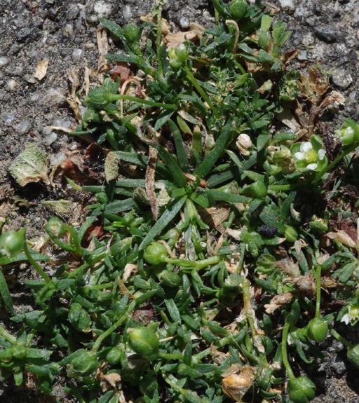 Pflanzenbild gross Niederliegendes Mastkraut - Sagina procumbens