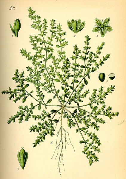 Pflanzenbild gross Kahles Bruchkraut - Herniaria glabra