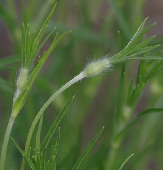 Pflanzenbild gross Kornrade - Agrostemma githago