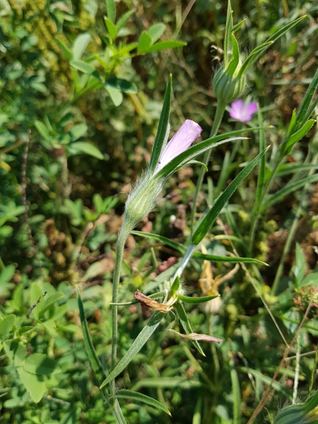Pflanzenbild gross Kornrade - Agrostemma githago