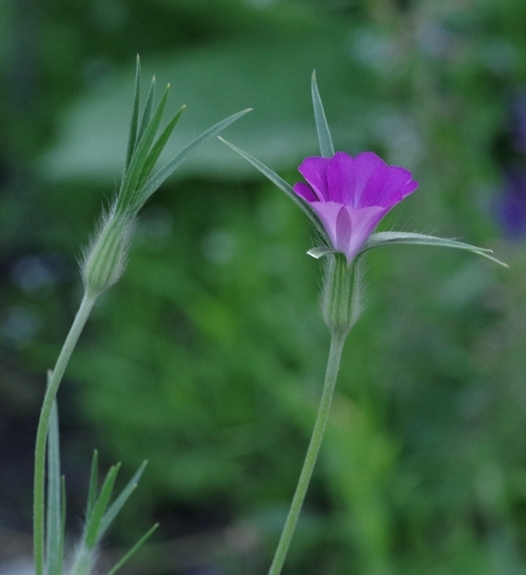 Pflanzenbild gross Kornrade - Agrostemma githago