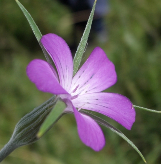 Pflanzenbild gross Kornrade - Agrostemma githago