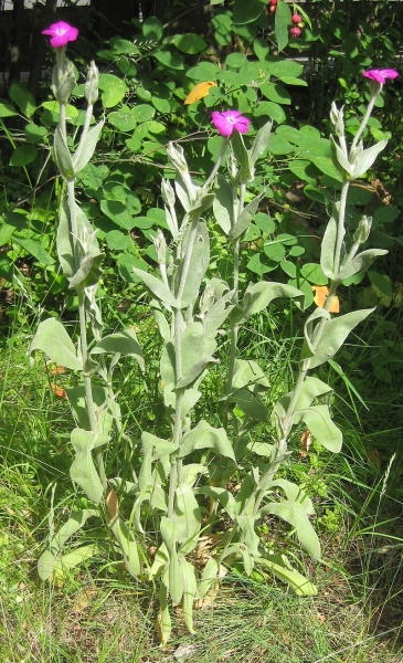 Pflanzenbild gross Kron-Lichtnelke - Silene coronaria