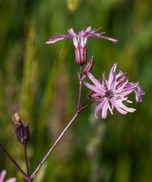 Pflanzenbild gross Kuckucks-Lichtnelke - Silene flos-cuculi