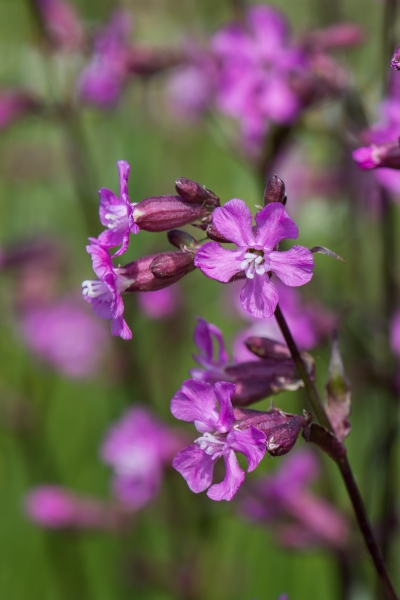 Pflanzenbild gross Gemeine Pechnelke - Silene viscaria