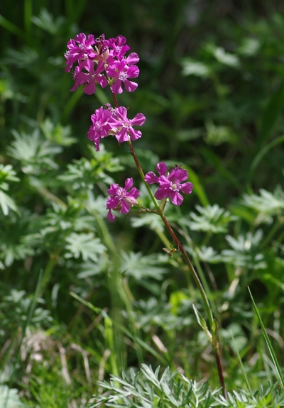 Pflanzenbild gross Gemeine Pechnelke - Silene viscaria