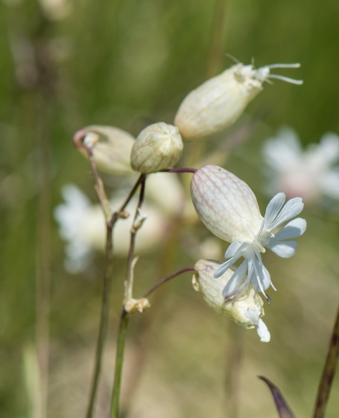 Pflanzenbild gross Klatschnelke - Silene vulgaris