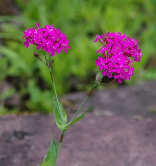Pflanzenbild gross Nelken-Leimkraut - Silene armeria