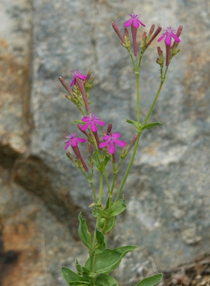 Pflanzenbild gross Nelken-Leimkraut - Silene armeria