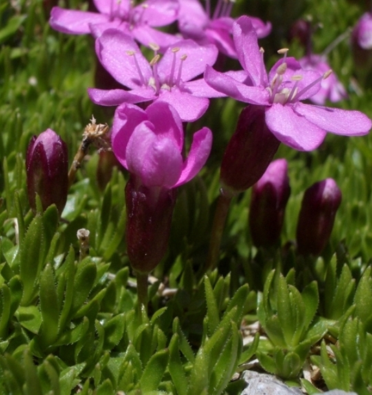 Pflanzenbild gross Kalk-Polsternelke - Silene acaulis
