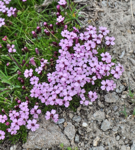 Pflanzenbild gross Kalk-Polsternelke - Silene acaulis