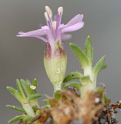 Pflanzenbild gross Silikat-Polsternelke - Silene exscapa