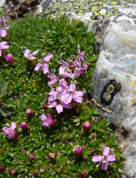 Pflanzenbild gross Silikat-Polsternelke - Silene exscapa
