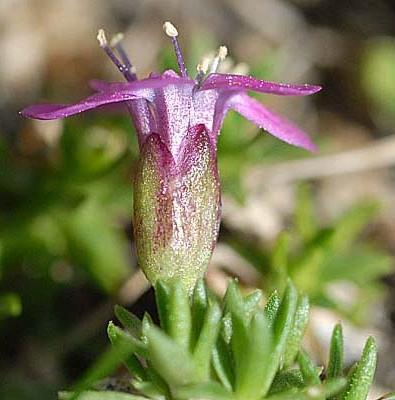 Pflanzenbild gross Silikat-Polsternelke - Silene exscapa
