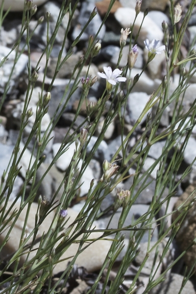 Pflanzenbild gross Steinbrech-Felsennelke - Petrorhagia saxifraga