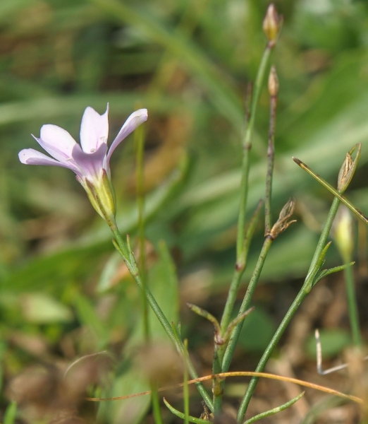 Pflanzenbild gross Steinbrech-Felsennelke - Petrorhagia saxifraga