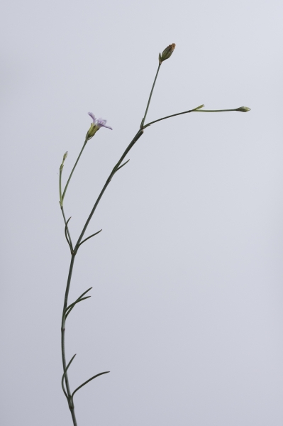 Pflanzenbild gross Steinbrech-Felsennelke - Petrorhagia saxifraga