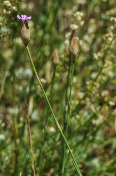 Pflanzenbild gross Sprossende Felsennelke - Petrorhagia prolifera