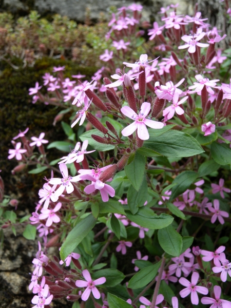 Pflanzenbild gross Rotes Seifenkraut - Saponaria ocymoides