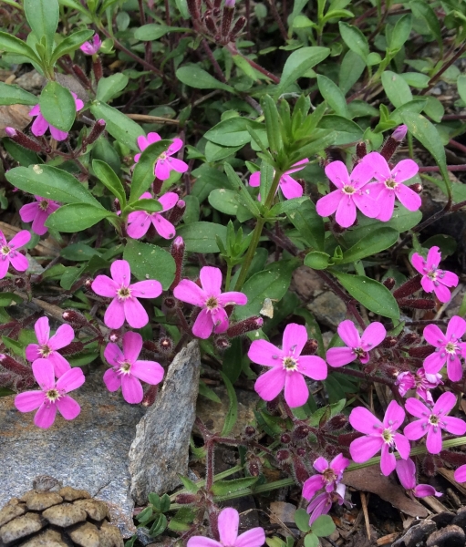 Pflanzenbild gross Rotes Seifenkraut - Saponaria ocymoides