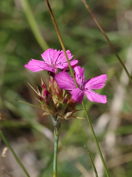 Pflanzenbild gross Kartäuser-Nelke - Dianthus carthusianorum