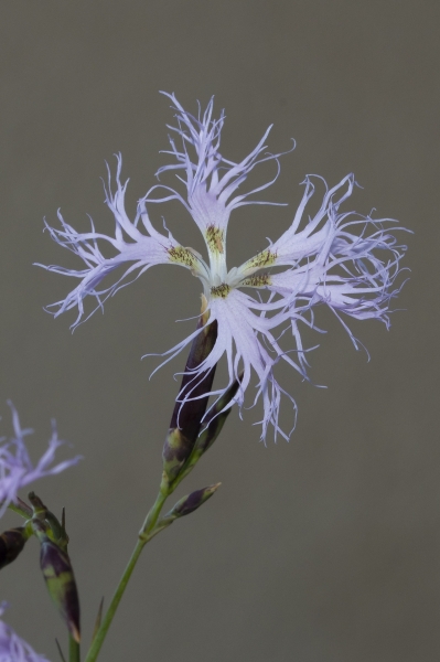 Pflanzenbild gross Pracht-Nelke - Dianthus superbus