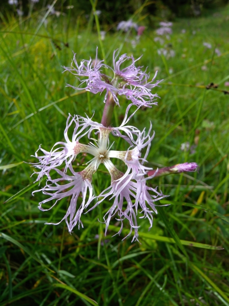 Pflanzenbild gross Pracht-Nelke - Dianthus superbus