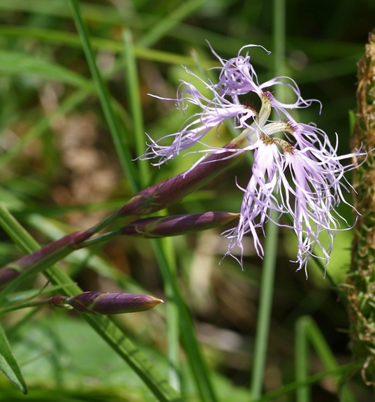 Pflanzenbild gross Pracht-Nelke - Dianthus superbus