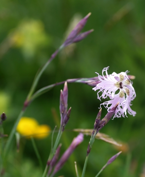 Pflanzenbild gross Pracht-Nelke - Dianthus superbus