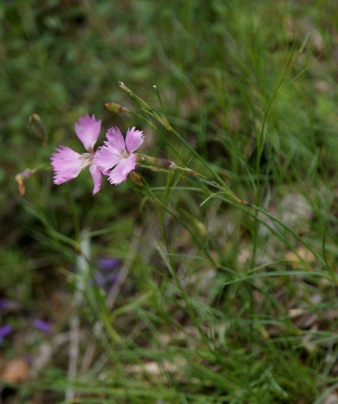 Pflanzenbild gross Stein-Nelke - Dianthus sylvestris