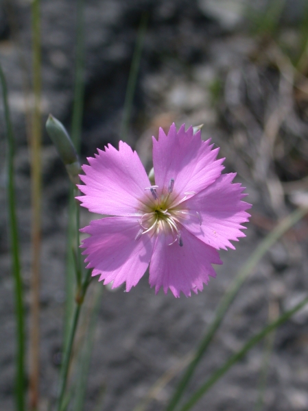 Pflanzenbild gross Stein-Nelke - Dianthus sylvestris