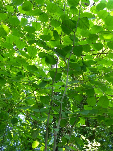 Pflanzenbild gross Japanischer Staudenknöterich - Reynoutria japonica