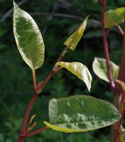 Pflanzenbild gross Japanischer Staudenknöterich - Reynoutria japonica