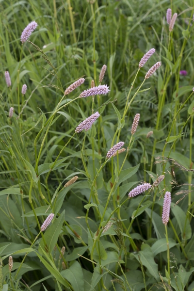 Pflanzenbild gross Schlangen-Knöterich - Polygonum bistorta