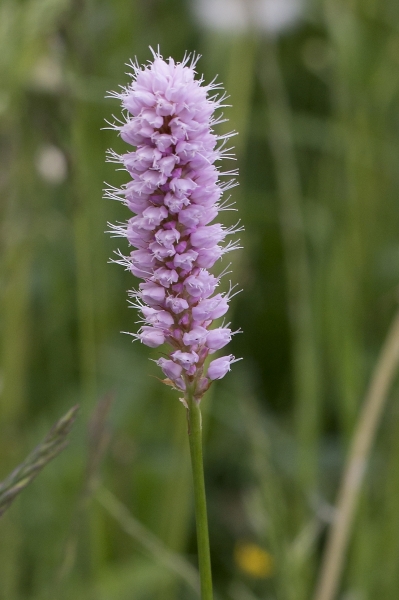 Pflanzenbild gross Schlangen-Knöterich - Polygonum bistorta