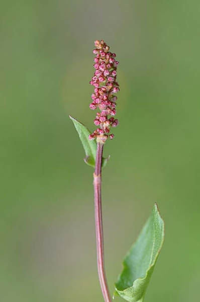 Pflanzenbild gross Schnee-Ampfer - Rumex nivalis