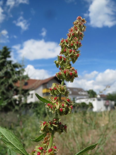 Pflanzenbild gross Stumpfblättriger Ampfer - Rumex obtusifolius