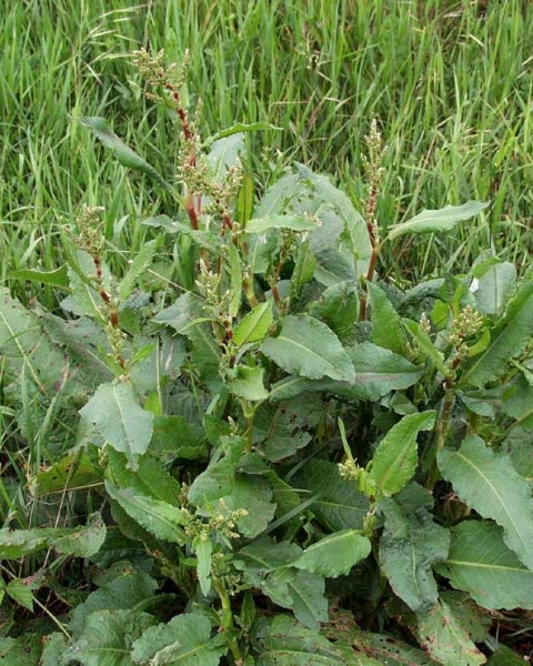 Pflanzenbild gross Stumpfblättriger Ampfer - Rumex obtusifolius