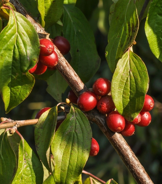 Pflanzenbild gross Kornelkirsche - Cornus mas