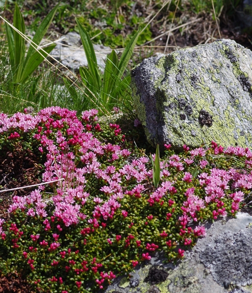 Pflanzenbild gross Alpenazalee - Loiseleuria procumbens