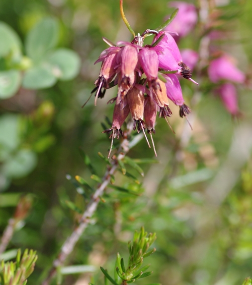 Pflanzenbild gross Schneeheide - Erica carnea