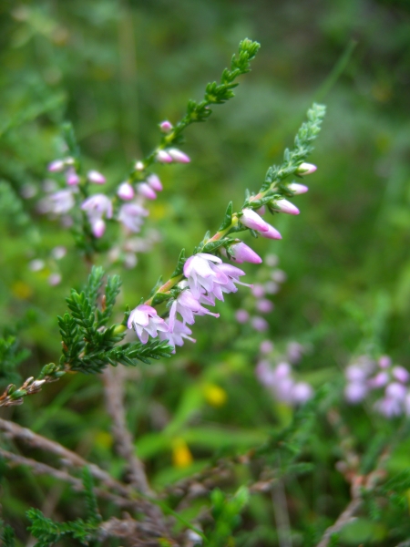 Pflanzenbild gross Besenheide - Calluna vulgaris