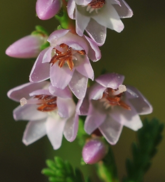 Pflanzenbild gross Besenheide - Calluna vulgaris