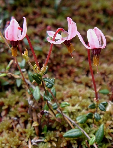 Pflanzenbild gross Gemeine Moosbeere - Vaccinium oxycoccos
