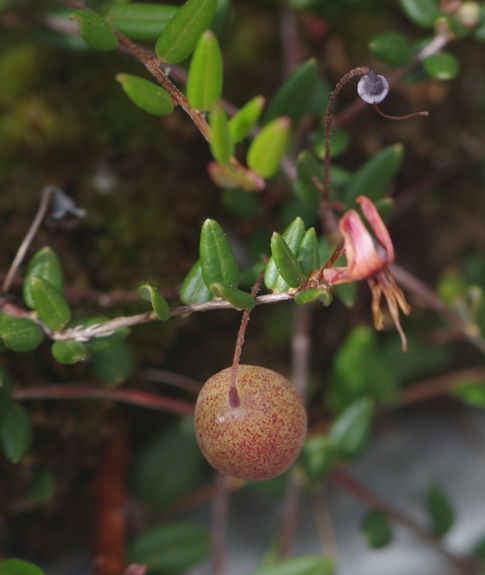 Pflanzenbild gross Gemeine Moosbeere - Vaccinium oxycoccos